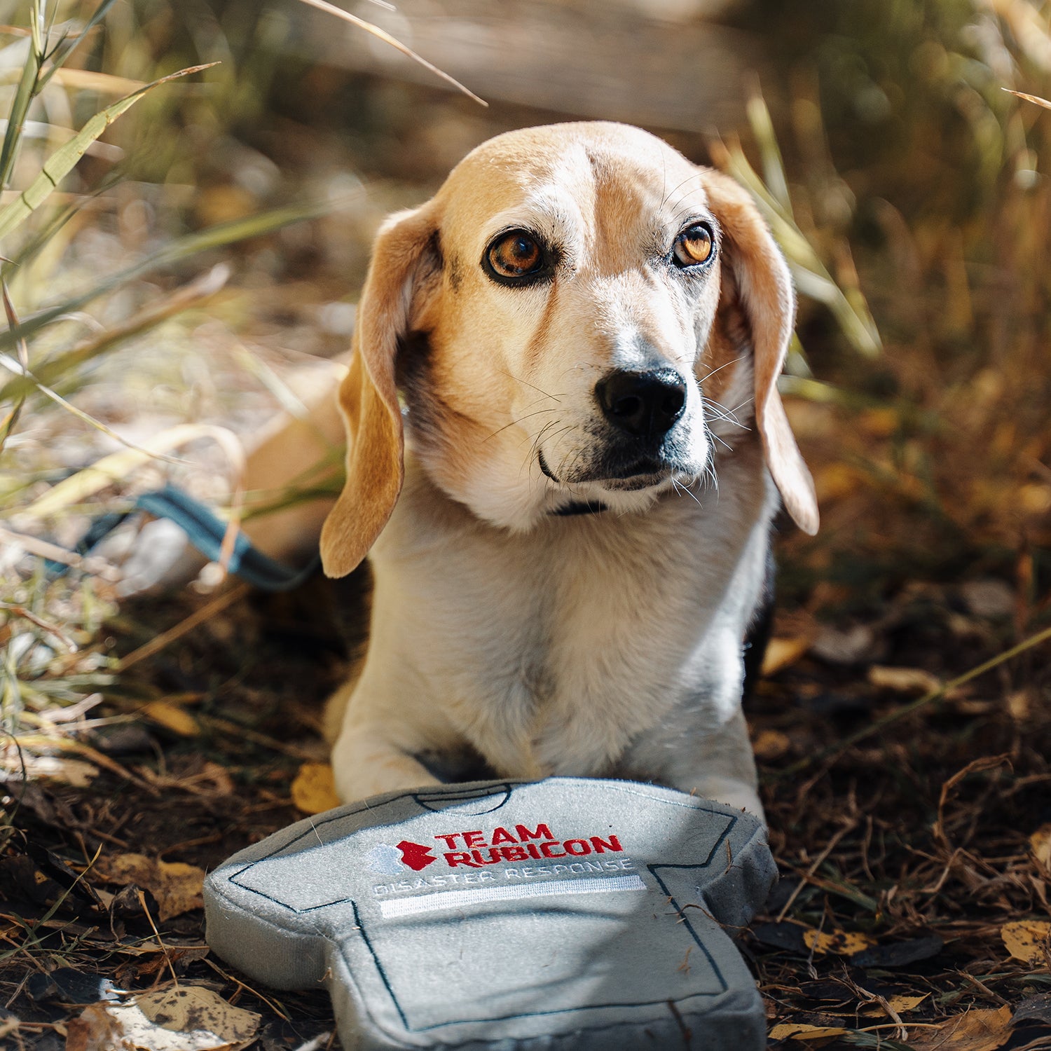Greyshirt Dog Toy
